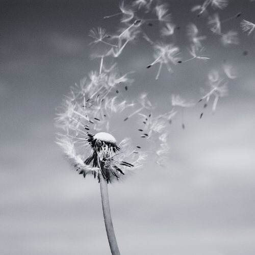 Lettre à l’amour qui ne m’a jamais choisi